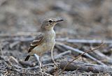 Short-tailed Field Tyrant